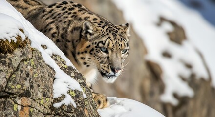 Snow Leopard on Rocky Mountain Winter Wildlife Scene