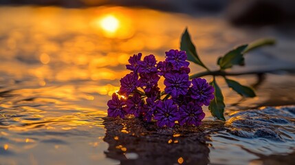 Purple Flowers on a Water Surface at Sunset with Golden Reflections