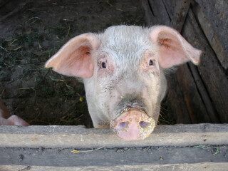 Close-up shot of single piglet looking at camera in shed with wooden fence in pig farm. With no people rural scene, agricultural and husbandry theme.