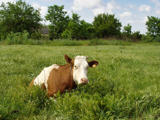 Countryside scenery with single motley dairy cow lying among fresh green grass on rural pasture at summer day. With no people village landscape, agricultural and husbandry theme.