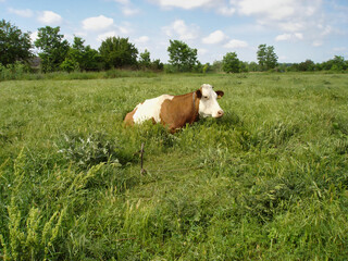 Countryside scenery with single mottled dairy cow grazing on pasture meadow among fresh green grass at summer day. With no people rural landscape, agricultural and husbandry theme.