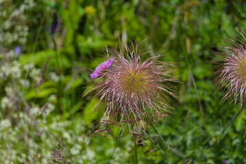 Delicate, wispy seed heads dance in a vibrant green meadow, capturing the intricate beauty of...