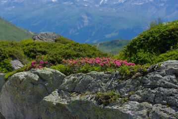Vibrant pink rhododendron blooms burst forth among rugged rocks and lush green foliage, capturing...