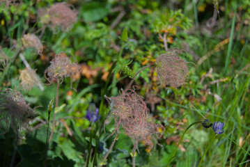 Delicate, wispy seed heads dance in a vibrant green meadow, capturing the intricate beauty of...