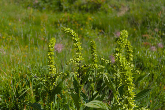 Lush green veratrum plants with distinctive leaves stand tall in a vibrant meadow, symbolizing natural growth and vitality in an untouched outdoor setting.