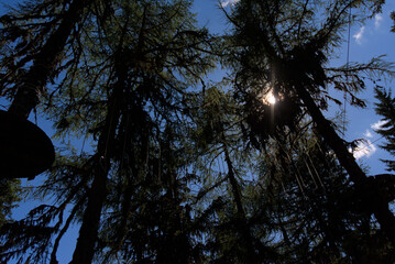 Experience thrilling treetop adventures! This image showcases a climbing park platform nestled high...