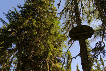 Experience thrilling treetop adventures! This image showcases a climbing park platform nestled high...