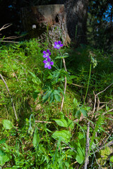 Vivid purple wildflowers bloom vibrantly, showcasing nature's simple elegance. This close-up captures their delicate petals and lush green foliage, perfect for adding natural beauty to any design.