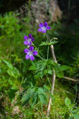 Vivid purple wildflowers bloom vibrantly, showcasing nature's simple elegance. This close-up captures their delicate petals and lush green foliage, perfect for adding natural beauty to any design.