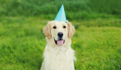 Celebration, Golden Retriever dog in birthday paper cap sitting on grass in summer park