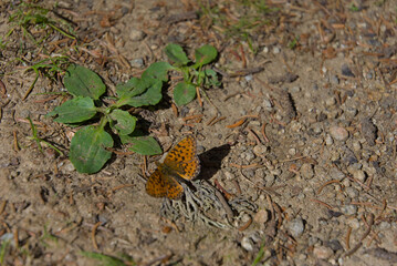 A vibrant orange butterfly rests on earthy ground near green plants, capturing a moment of serene natural beauty and delicate wildlife in its habitat.