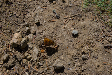 A vibrant orange butterfly rests on earthy ground near green plants, capturing a moment of serene natural beauty and delicate wildlife in its habitat.