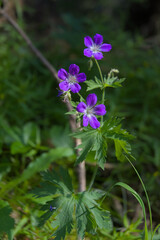 Vivid purple wildflowers bloom vibrantly, showcasing nature's simple elegance. This close-up...