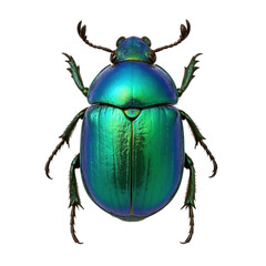 green beetle isolated on white