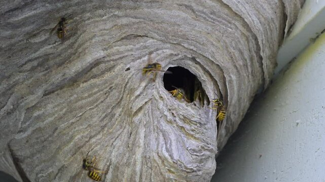 Wasps in closeup entering and leaving large wall nest on wooden house

