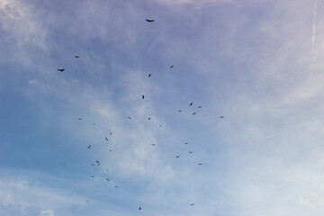 A flock of birds flying in the blue sky with white clouds.