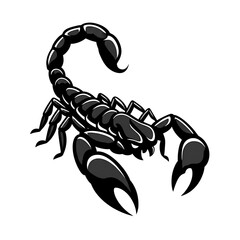 Black Scorpion Illustration