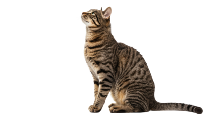 Tabby Cat Looking Upward Isolated on White.
