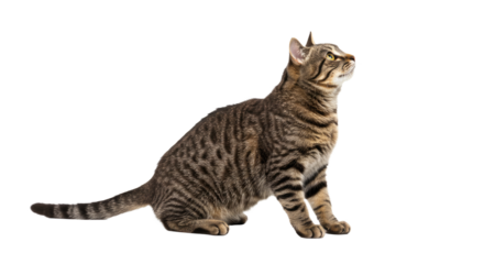 Tabby Cat Looking Upward Isolated 1.