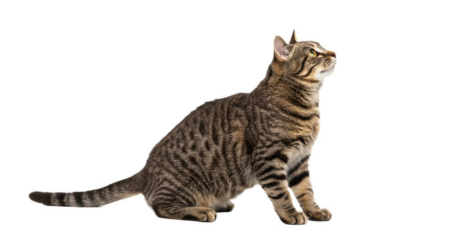 Tabby Cat Looking Upward Isolated 1.