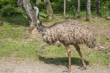 Großer Emu (Dromaius novaehollandiae)