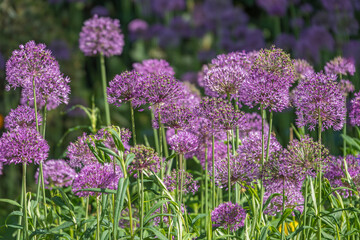 Zierlauch (Allium sp.)