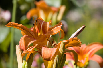 Feuer-Lilie (Lilium bulbiferum)