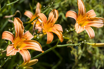 Feuer-Lilie (Lilium bulbiferum)
