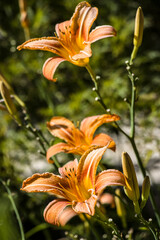 Feuer-Lilie (Lilium bulbiferum)