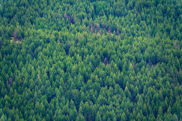 Dense Evergreen Forest Canopy in Montana