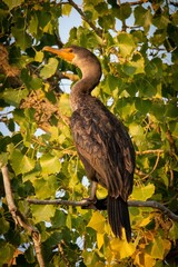 yellow billed hornbill