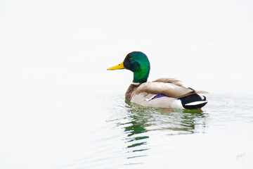 duck on the water