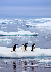 南極の氷上を歩くペンギンたちと冷たい海の風景