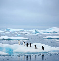 南極の氷上を歩くペンギンたちと冷たい海の風景