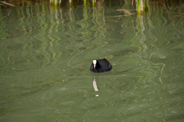 Fulica atra swimming in the lake