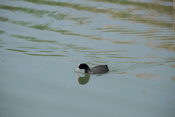 Fulica atra swimming in the lake