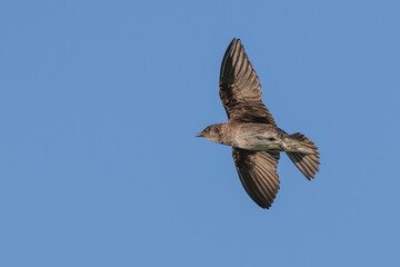 Closeup of a purple martin in flight.