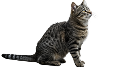 Tabby Cat Sitting Isolated on White Background 17.