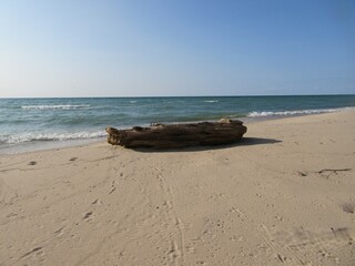 log on the beach in summer