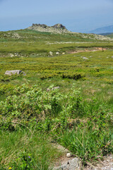 Spring Landscape of Vitosha Mountain, Bulgaria
