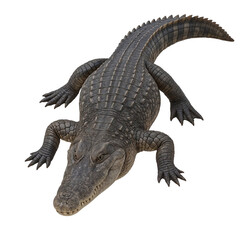 Fototapeta premium crocodile isolated on white