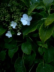 water drops on green leaves climbing hydrangea