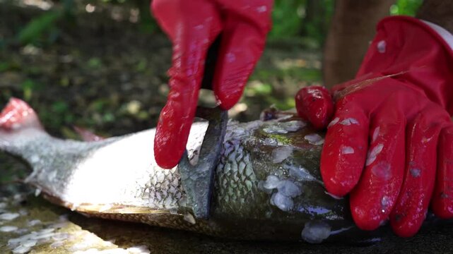 Scaling snapper fish close up, freshly caught