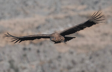 Condor andino juvenil volando