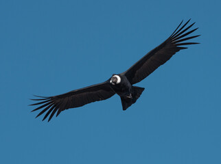 Obraz premium condor adulto volando