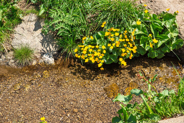 Spring Landscape of Vitosha Mountain, Bulgaria
