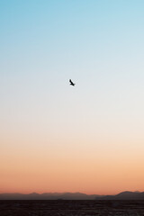 Fototapeta premium Bird