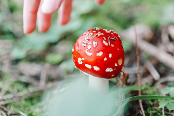Fly agaric. Amanita Mushroom with Hand Reaching.Close-Up of a Red and White Mushroom.Dangerous...