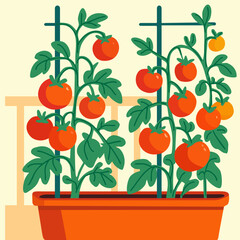 Balcony tomato farm. Vegetable bed. Bright vector illustration