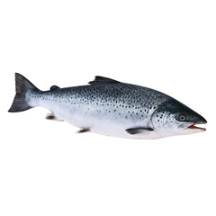 Naklejka premium trout on white background
